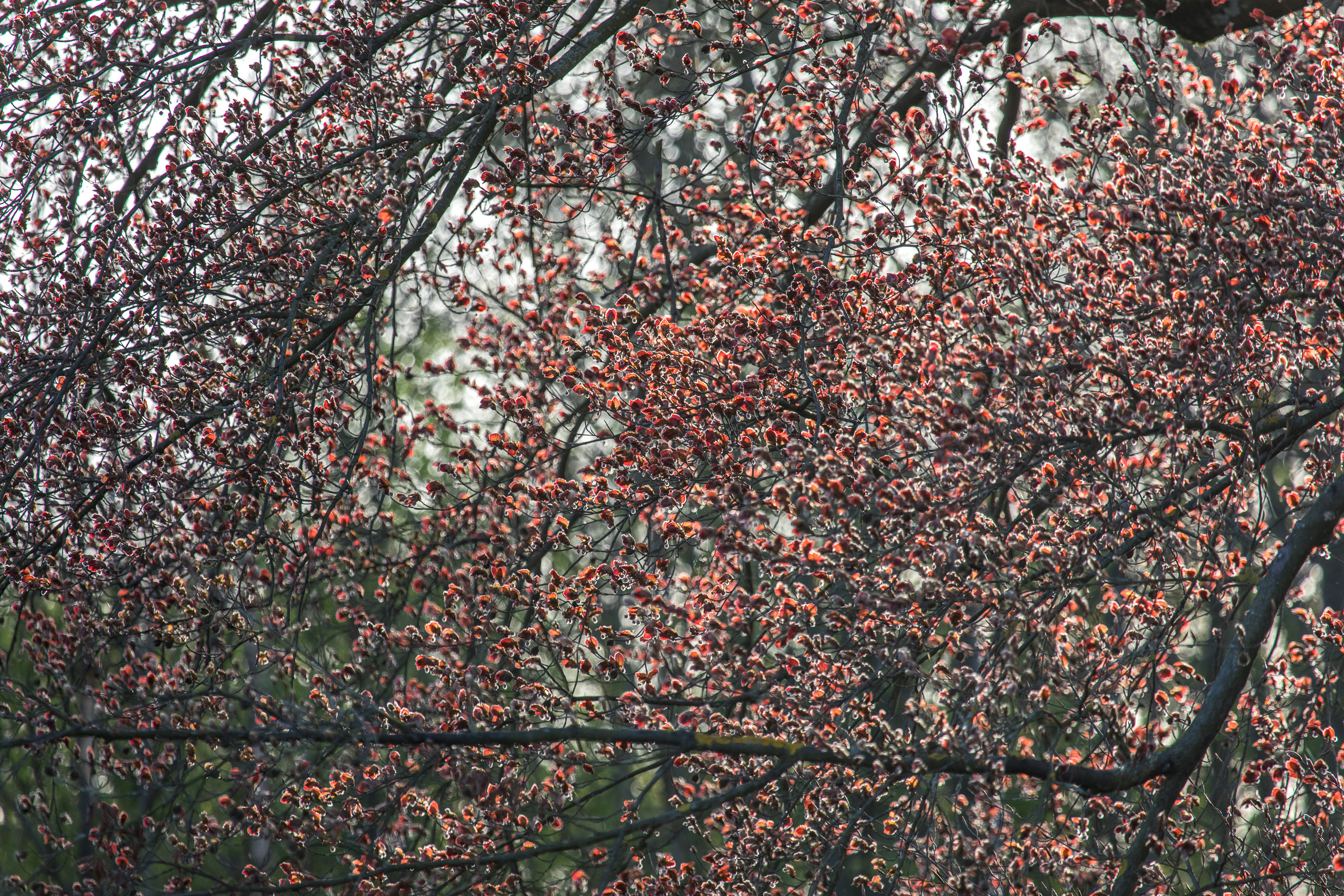 20180414185813 RD4 0654